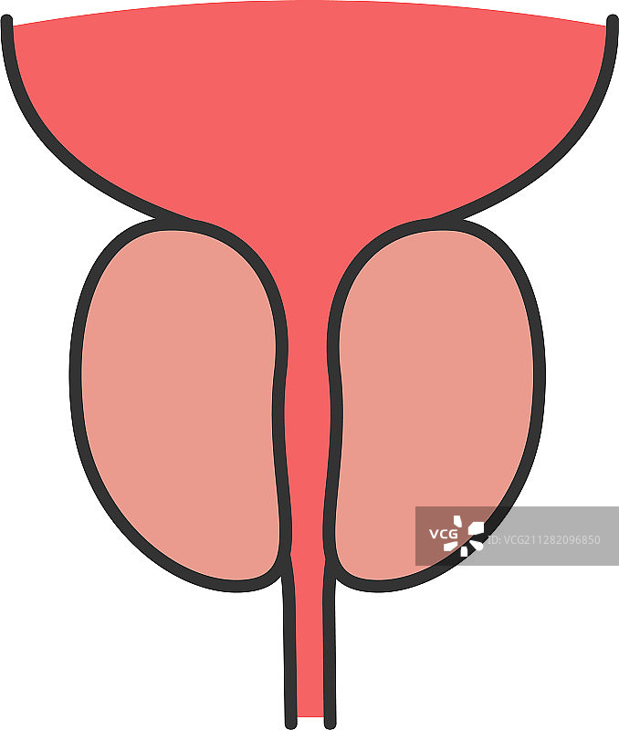 前列腺和尿道彩色图标图片素材