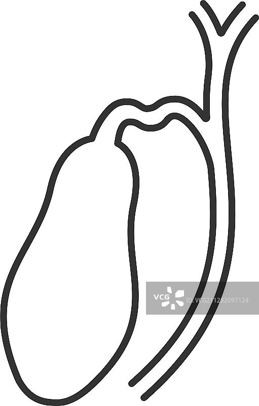胆囊和导管线性图标图片素材