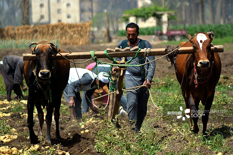 马铃薯丰收景象图片素材