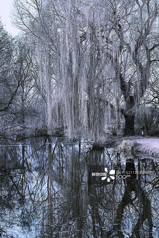 哭泣的柳树图片素材