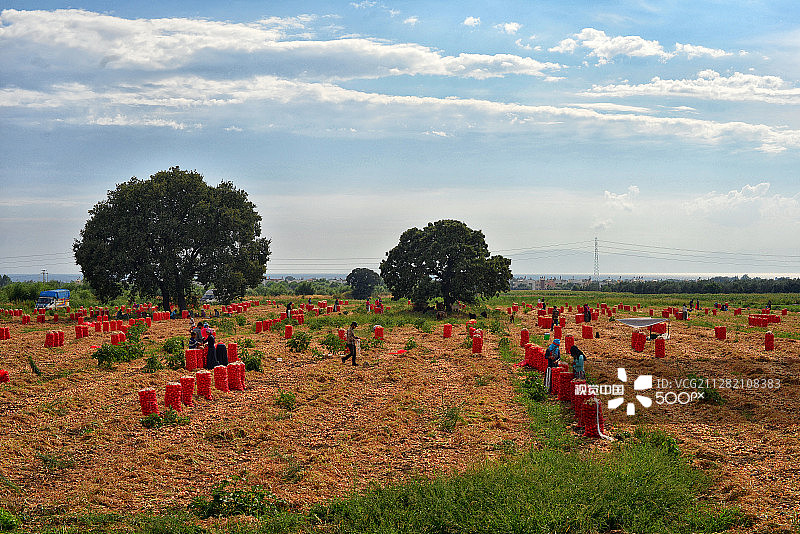洋葱采摘图片素材