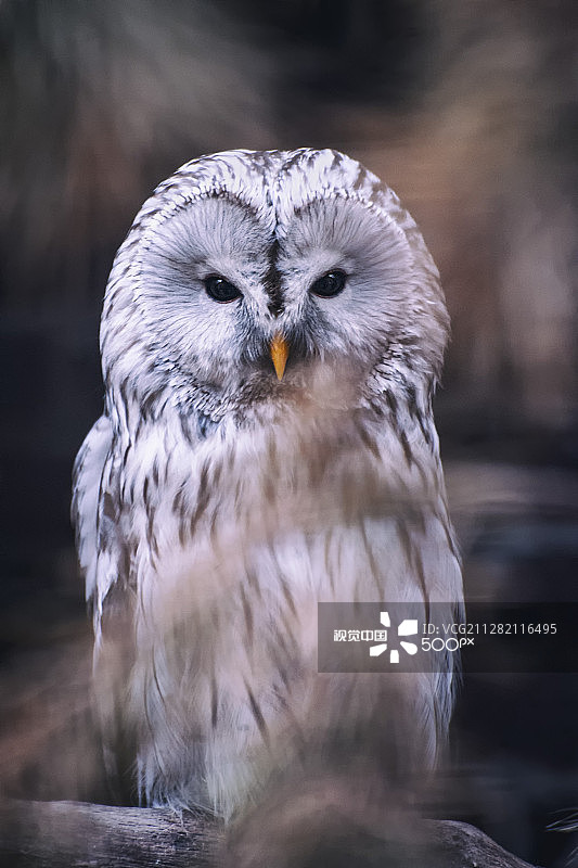 黑色外观图片素材