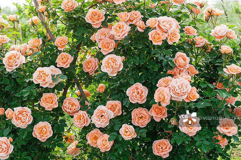 月季花图片素材