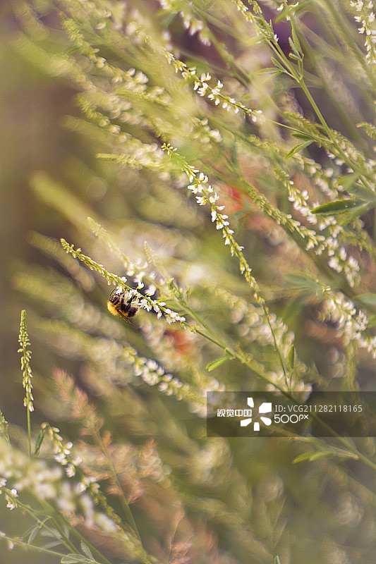 风中的大黄蜂图片素材