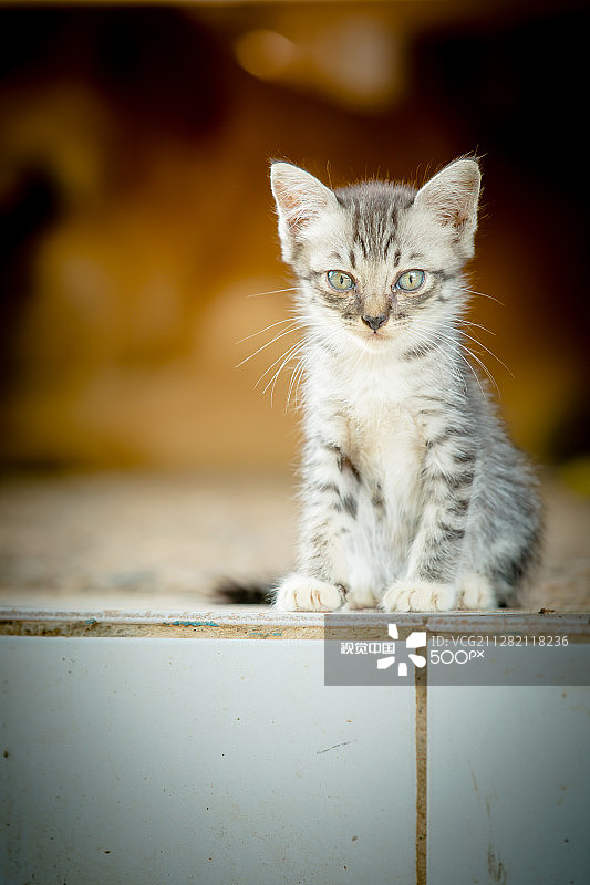 可爱的短毛猫幼猫看着镜头图片素材