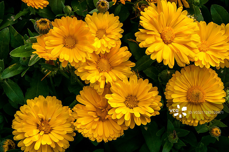 金盏花图片素材