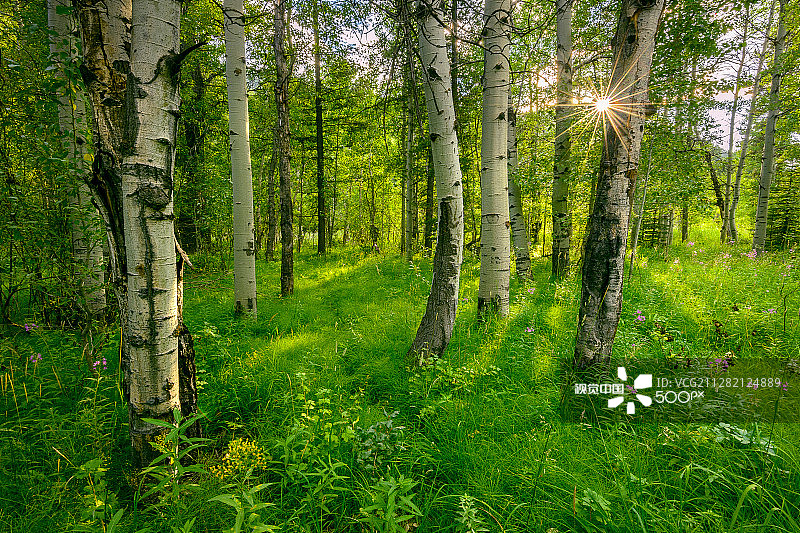 爱达荷州锯齿国家森林的最后一缕阳光图片素材