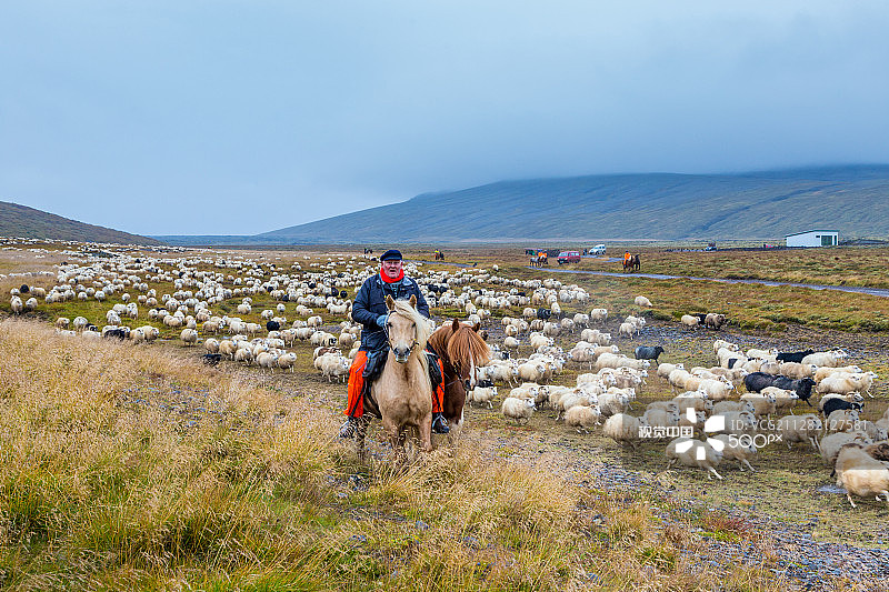 冰岛卡尔曼斯通加的羊群图片素材