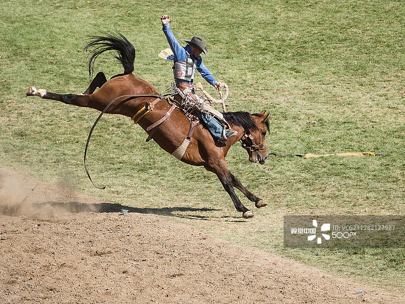 腾跃的马图片素材