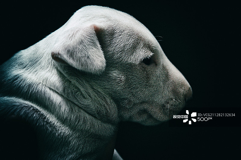 牛头梗图片素材