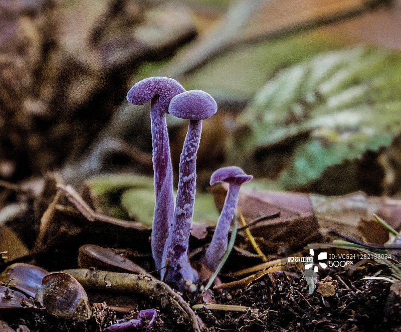 紫丁香蘑菇图片素材
