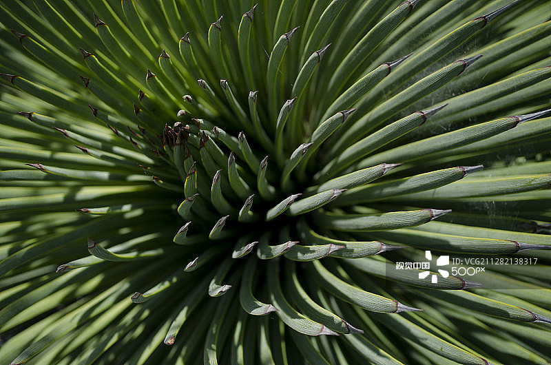 狭叶龙舌兰图片素材