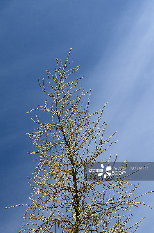 象脚花图片素材