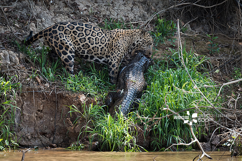 美洲豹在河岸拖行眼镜凯门鳄图片素材
