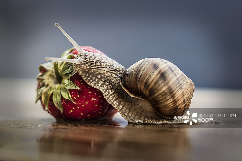 美女与野兽2图片素材