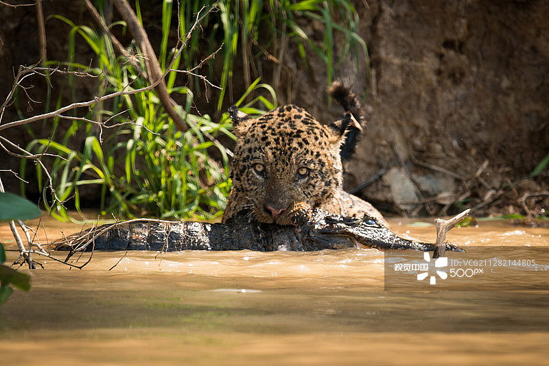 美洲虎在水中拖拽死鳄鱼图片素材