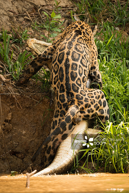 美洲虎将雅卡雷鳄拖上河岸图片素材