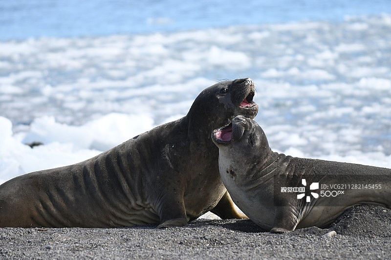 南极洲的海象图片素材