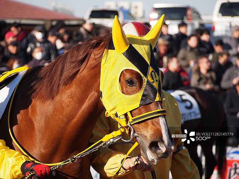 围场里的马图片素材