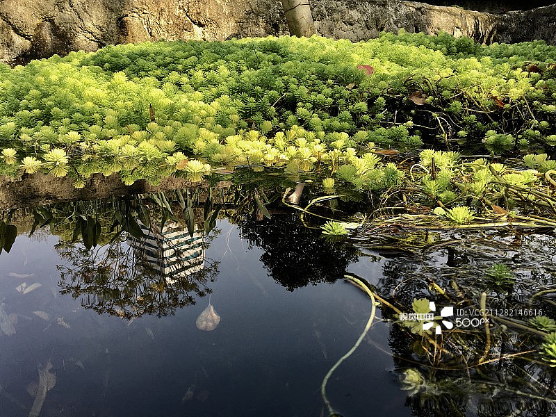 池塘#2图片素材