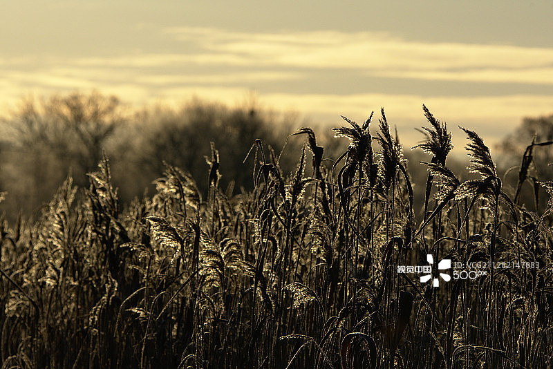 冬天的风景图片素材