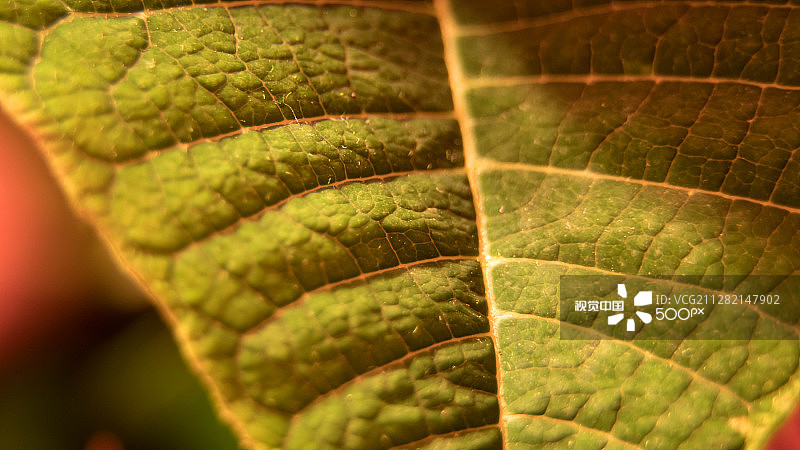 圣诞花叶图片素材