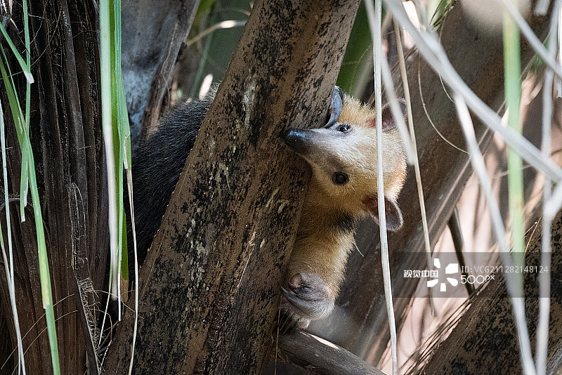 小食蚁兽在树上探头探脑图片素材