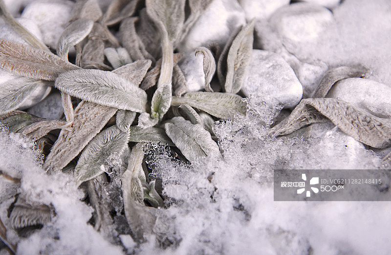 冰冻的柔软图片素材