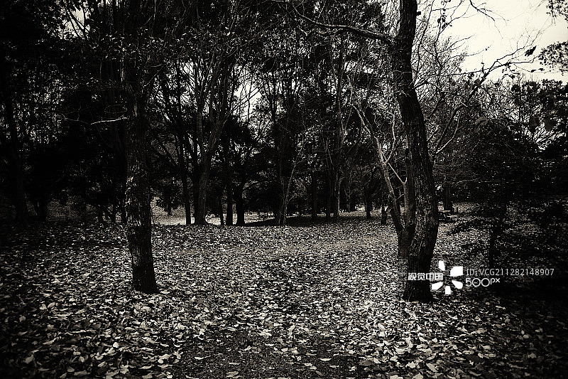 奈良#9图片素材