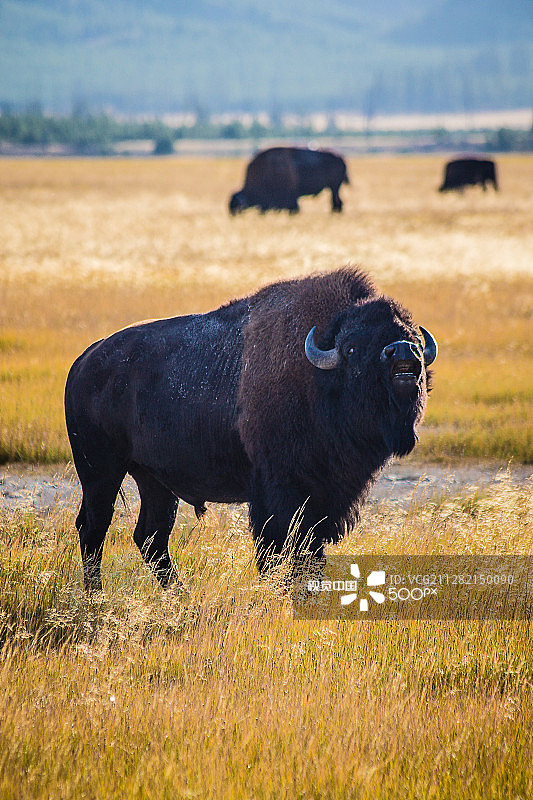 野牛图片素材