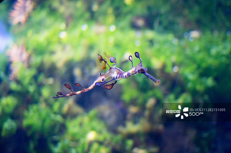 俄罗斯联邦奥斯坦金诺区图片素材