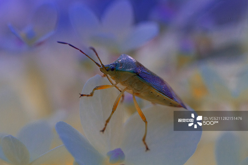 蓝色甲壳虫图片素材