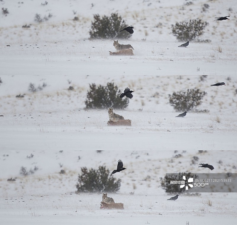 郊狼捕猎系列图片素材