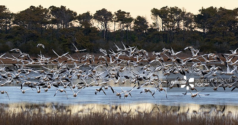 飞翔的雪雁图片素材