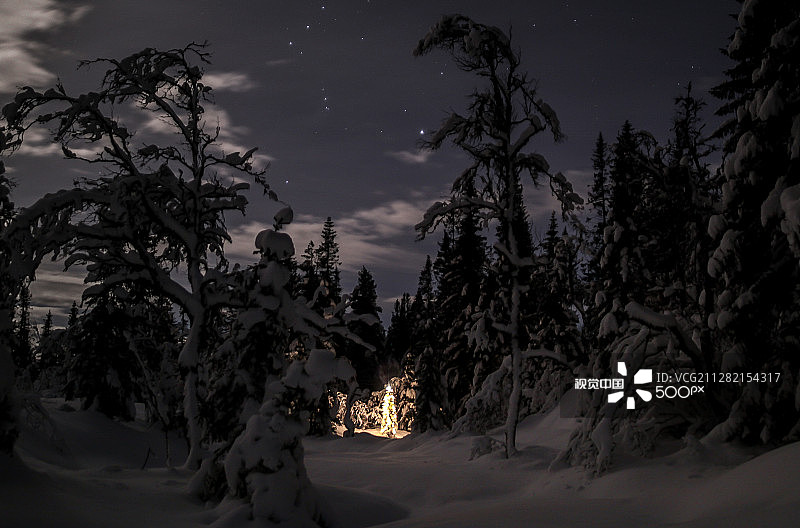 挪威荒野中的圣诞树图片素材