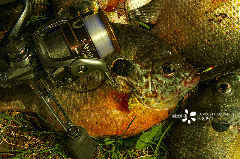 红耳太阳鱼图片素材