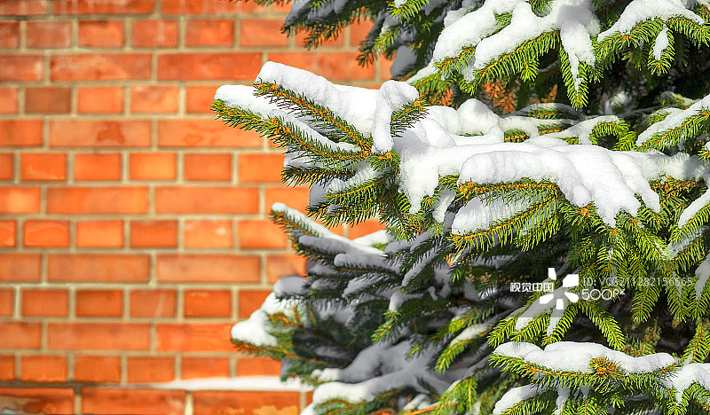 红砖墙背景上的雪地云杉图片素材