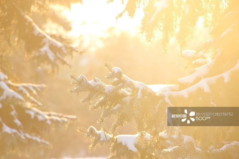 有雪的冷杉树图片素材