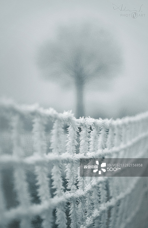 冬季的树木与栅栏图片素材