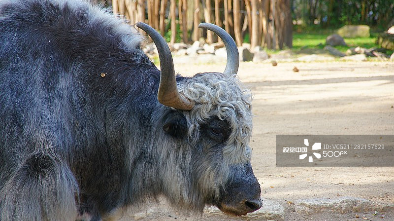 索尼DSC图片素材