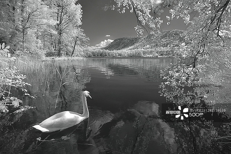 湖中天鹅图片素材