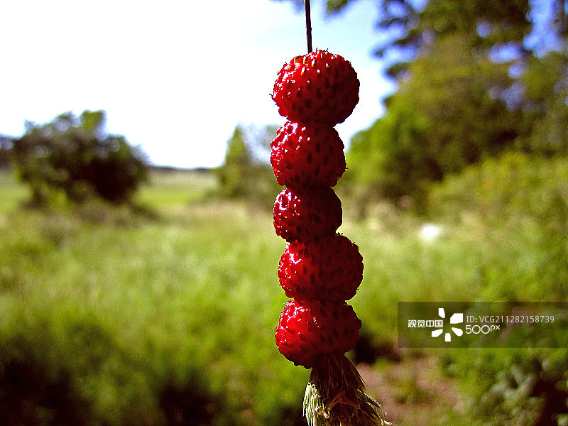 手工采摘野生草莓图片素材