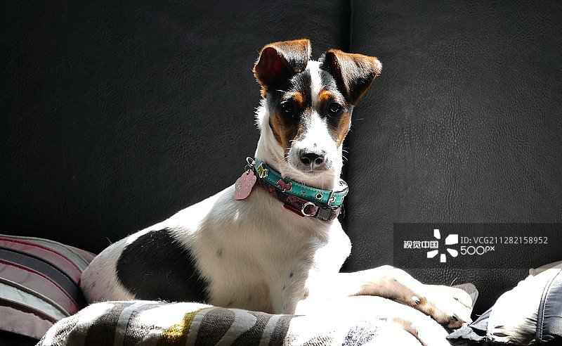 梗犬在沙发上摆姿势图片素材