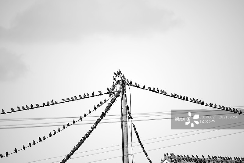 停留在电话线上的八哥图片素材