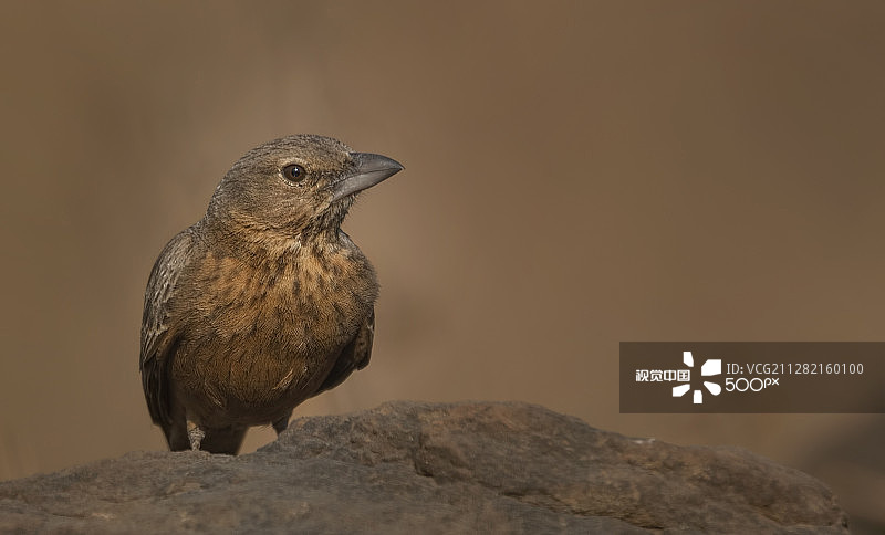 棕尾百灵鸟图片素材