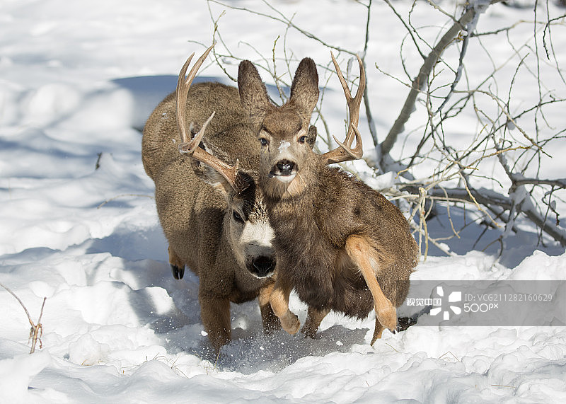 雄鹿驱赶小鹿图片素材