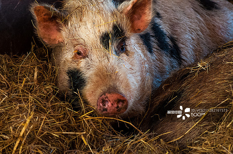 小猪米奇图片素材