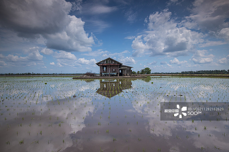 稻田倒影图片素材