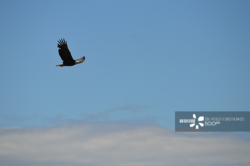 飞行中的白头鹰图片素材