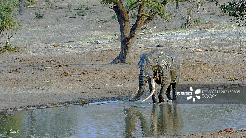 坦贝地区的巨牙象图片素材